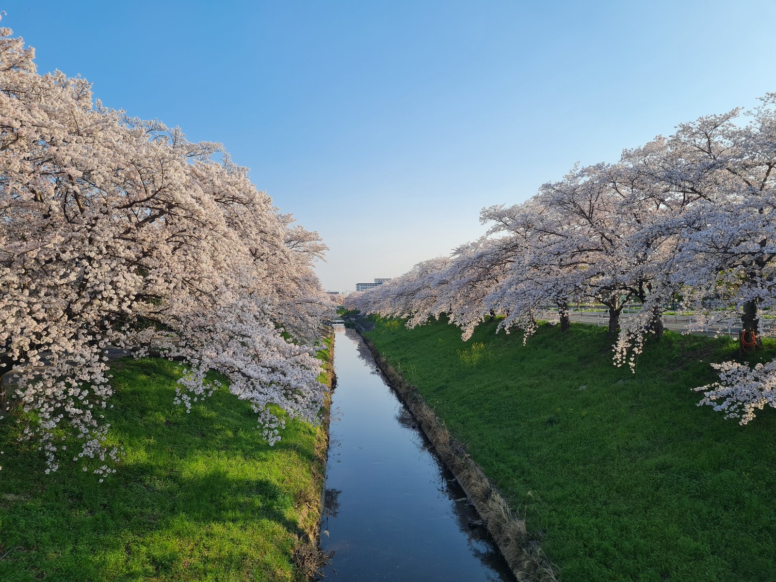 Cherry blossom canal photo that inspired the book cover artwork